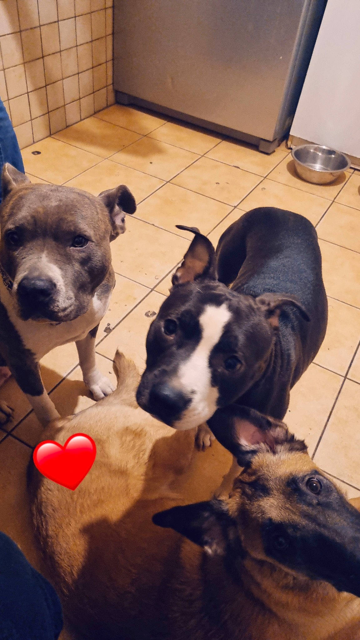 Keyla participe au concours pour gagner de l'argent avec cette photo : canidae, carnivore, collar, comfort, companion_dog, dog, dog_breed, dog_supply, fawn, flooring, fur, non_sporting_group, paw, pet_supply, snout, sporting_group, terrestrial_animal, whiskers, working_animal, working_dog