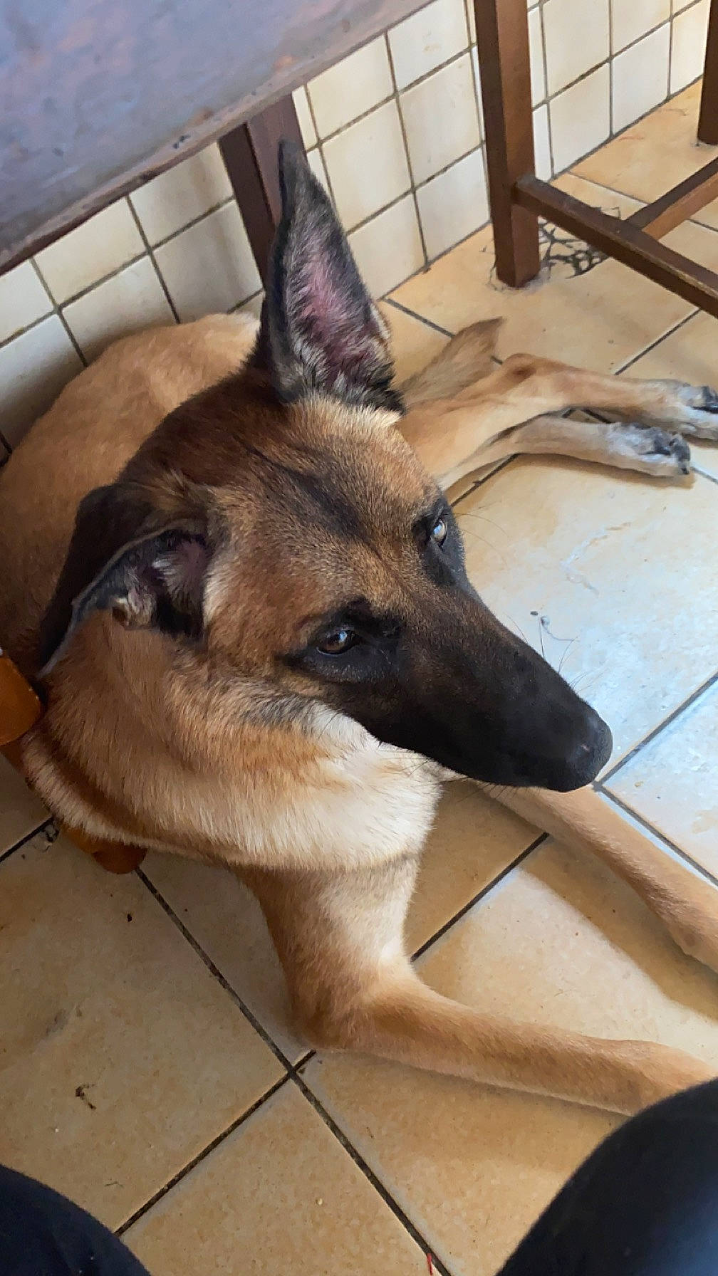 Talia participe au concours pour gagner de l'argent avec cette photo : belgian_shepherd_malinois, canidae, carnivore, companion_dog, dog, dog_breed, fawn, flooring, fur, german_shepherd_dog, king_shepherd, old_german_shepherd_dog, pet_supply, snout, sporting_group, terrestrial_animal, whiskers, wood, working_animal, working_dog