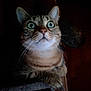 abyssinian, animal, cat, kitten, manx, pet, siamese
