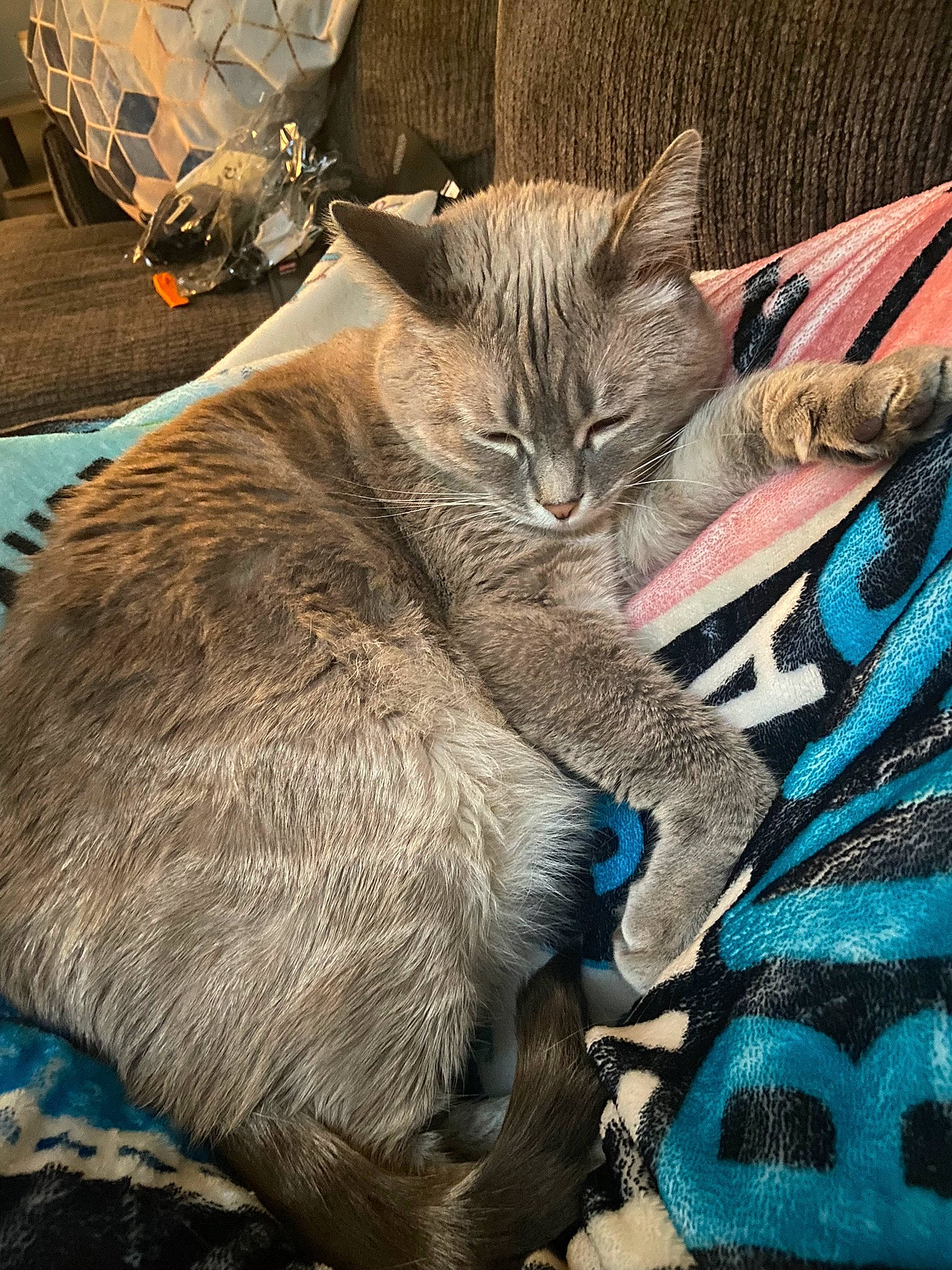 Snowball joined the competition — help win amazing prizes! art, carnivore, cat, claw, comfort, domestic_short_haired_cat, electric_blue, felidae, fur, grey, mammal, nap, paw, photo_caption, small_to_medium_sized_cats, snout, tail, terrestrial_animal, vertebrate, whiskers