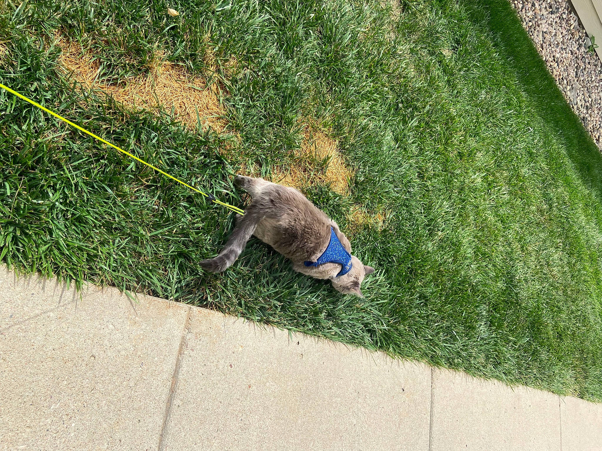 Snowball joined the competition — help win amazing prizes! asphalt, beak, concrete, flooring, grass, grass_family, groundcover, landscape, lawn, plant, reptile, road, road_surface, shadow, shrub, sidewalk, soil, tail, terrestrial_animal, tree