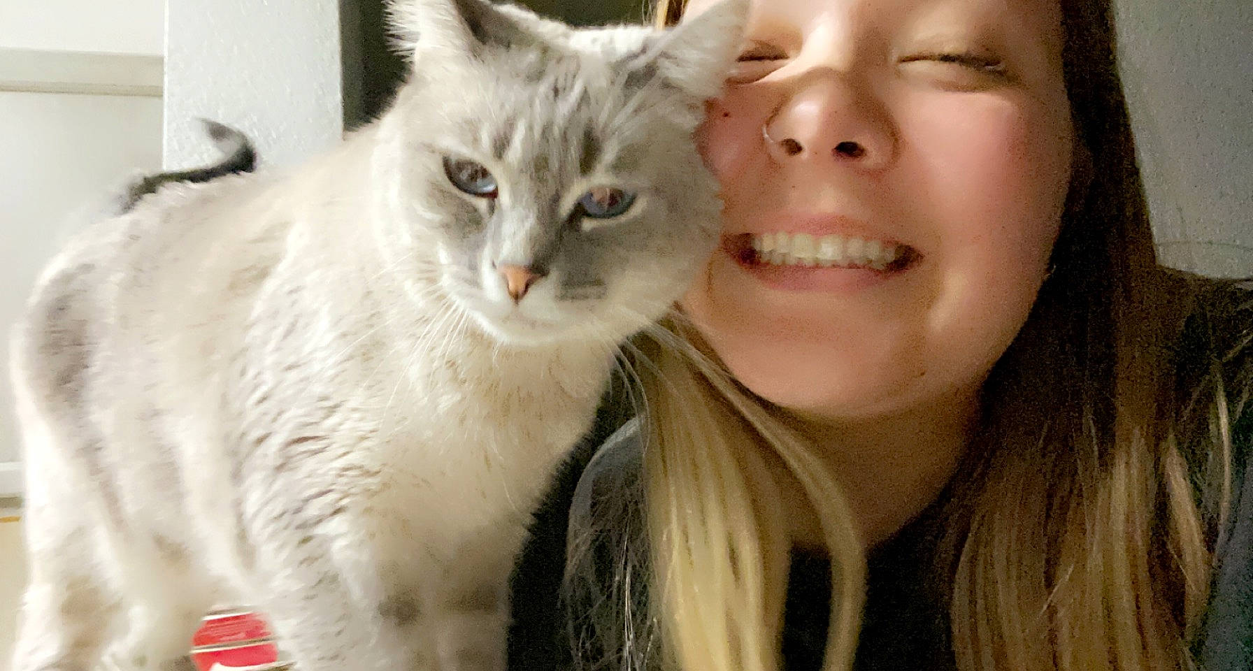 Snowball is registered to the contest to win money with this photo: carnivore, cat, claw, close_up, domestic_short_haired_cat, ear, eyelash, fawn, felidae, fur, gesture, happy, jaw, nose, selfie, small_to_medium_sized_cats, smile, snout, whiskers