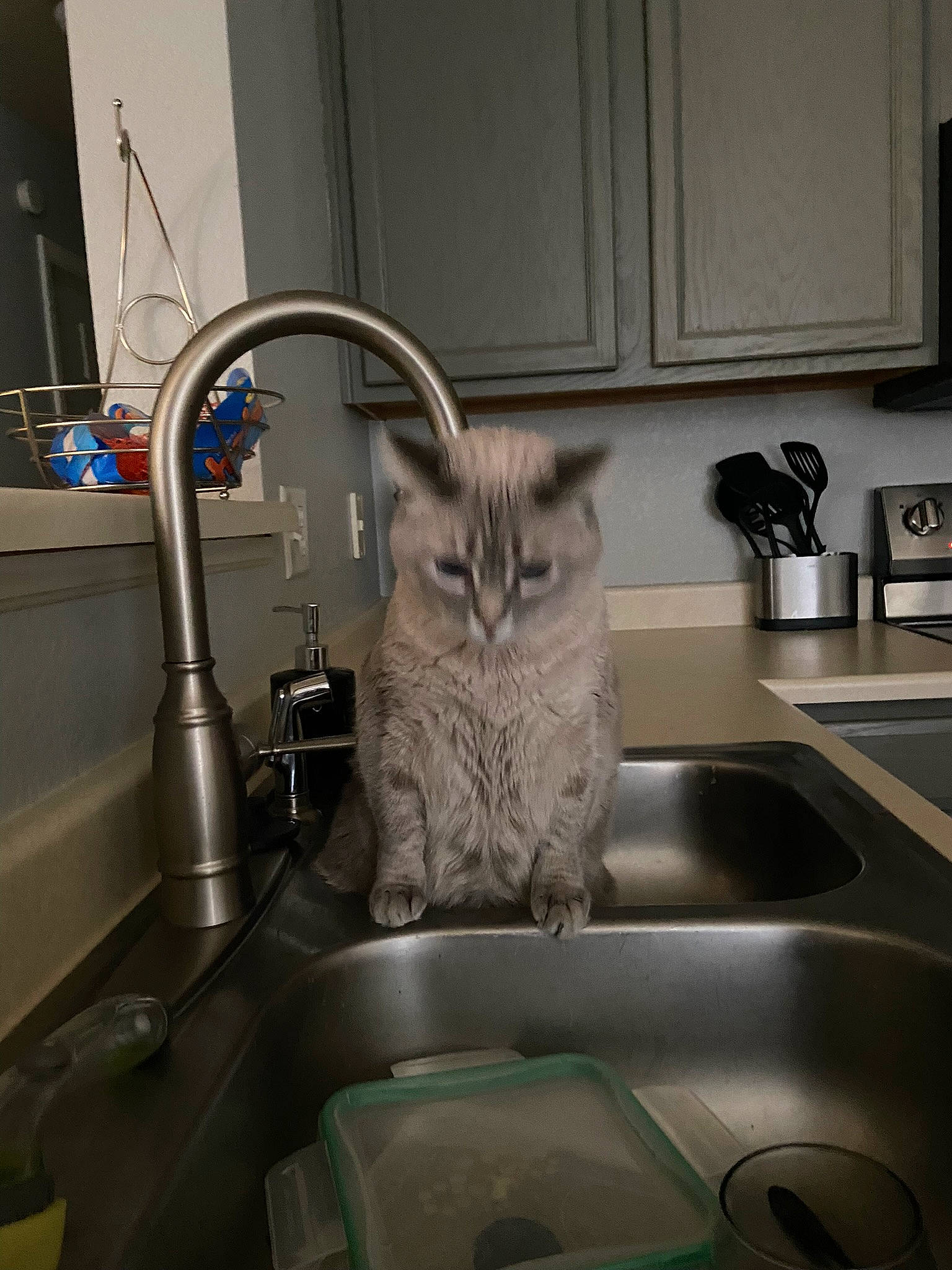 Snowball is registered to the contest to win money with this photo: cabinetry, carnivore, cat, countertop, door, felidae, floor, flooring, gas, grey, kitchen, kitchen_appliance, kitchen_sink, major_appliance, plumbing, plumbing_fitting, plumbing_fixture, sink, small_to_medium_sized_cats, tap