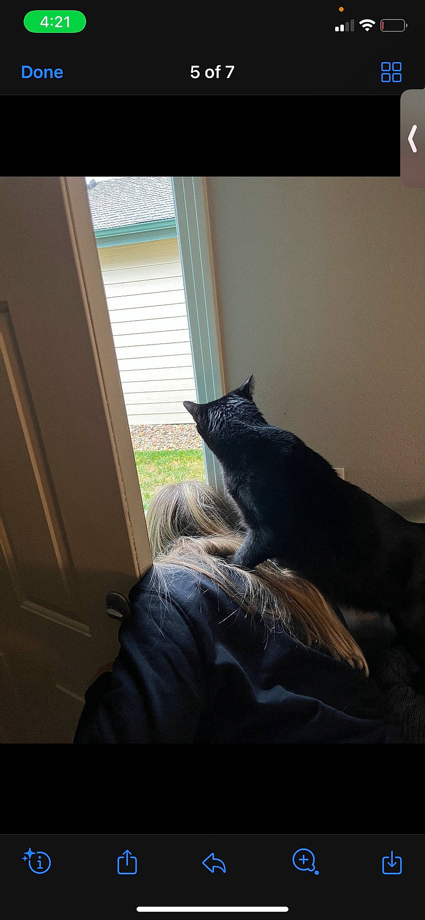 Boots is registered to the contest to win money with this photo: bedding, black_cat, carnivore, cat, comfort, felidae, flooring, fur, grey, hardwood, linens, room, sculpture, small_to_medium_sized_cats, tail, tints_and_shades, tree, whiskers, window, wood