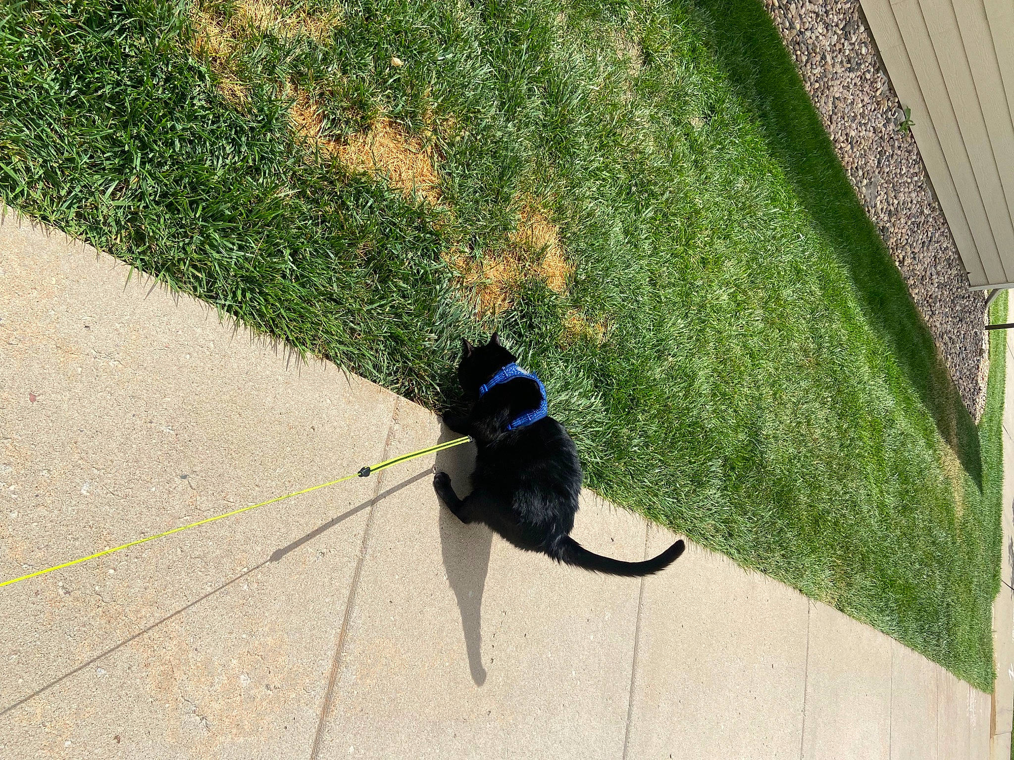 Boots joined the competition — help win amazing prizes! asphalt, canidae, carnivore, collar, dog, dog_breed, flooring, grass, grass_family, lawn, leash, plant, road_surface, shadow, sidewalk, sporting_group, tail, tints_and_shades, tree, working_animal