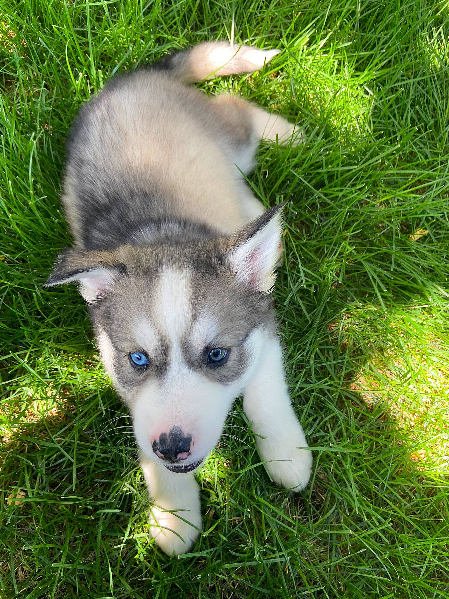 Zeb is registered to the contest to win money with this photo: ancient_dog_breeds, canidae, carnivore, companion_dog, dog, dog_breed, fawn, fur, grass, groundcover, plant, siberian_husky, sled_dog, snout, sporting_group, terrestrial_animal, working_animal, working_dog