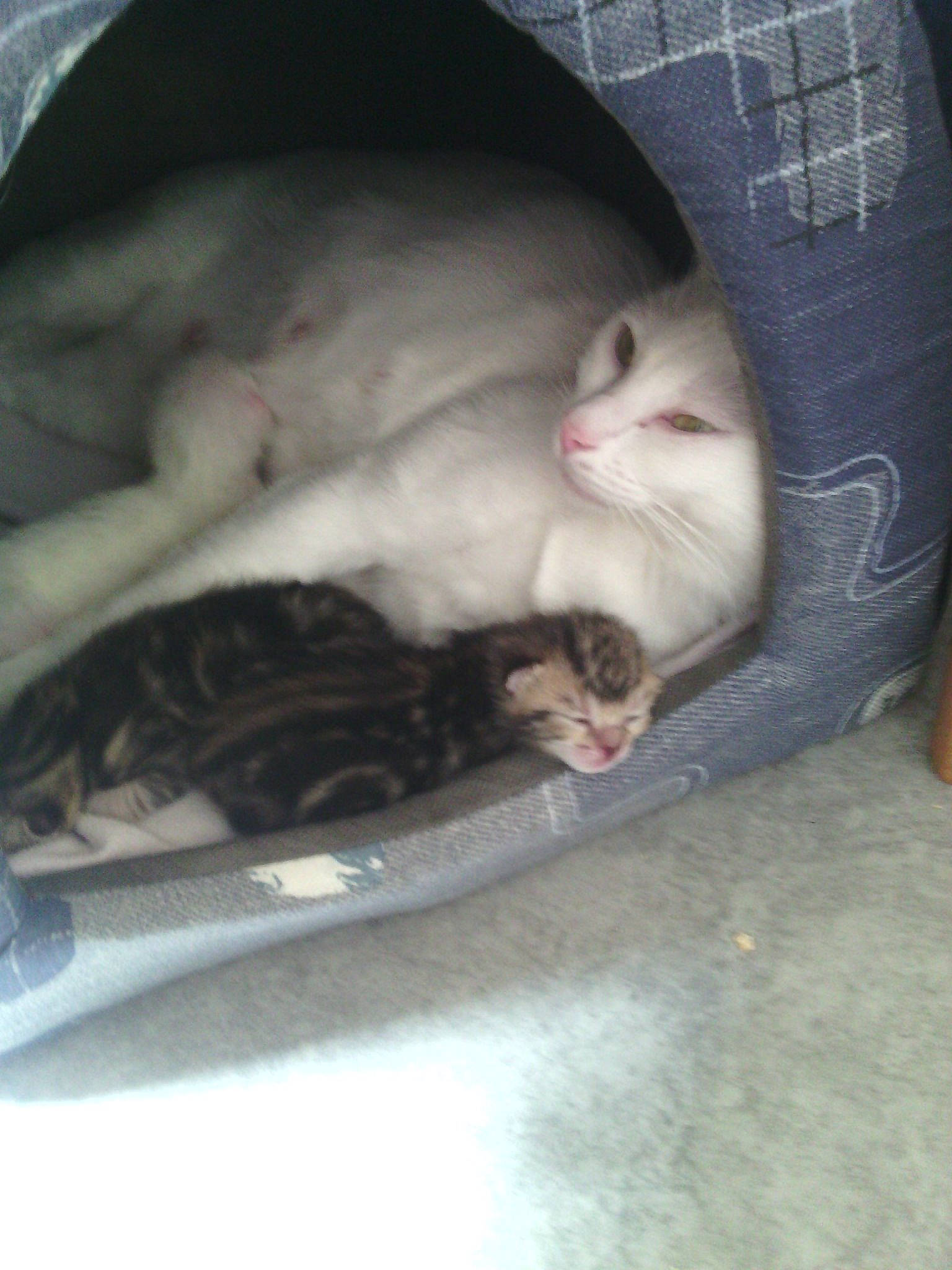 Neige participe au concours pour gagner de l'argent avec cette photo : carnivore, cat, eye, fawn, felidae, fur, kitten, mouth, singapura, small_to_medium_sized_cats, tail, turkish_angora, whiskers