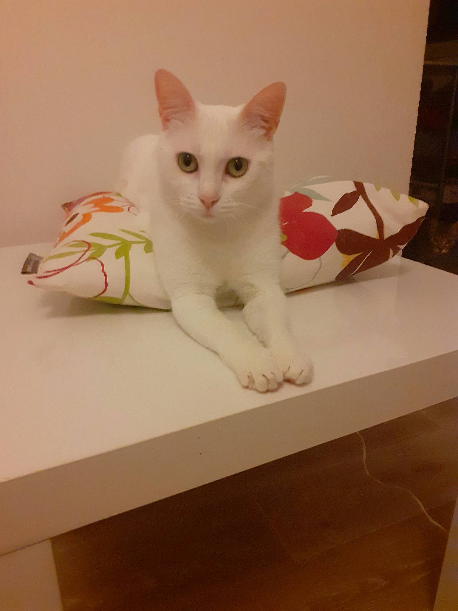 Neige a rejoint le concours — aidez-le/la à gagner de superbes lots ! burmilla, carnivore, cat, colorpoint_shorthair, domestic_short_haired_cat, ear, eye, fawn, felidae, khao_manee, kitten, small_to_medium_sized_cats, tail, turkish_angora, turkish_van, whiskers, white