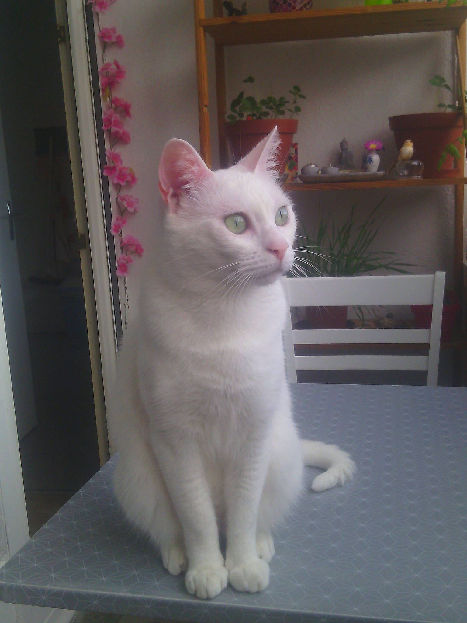 Neige a rejoint le concours — aidez-le/la à gagner de superbes lots ! aegean_cat, american_curl, asian, burmilla, carnivore, cat, domestic_short_haired_cat, eye, felidae, fur, japanese_bobtail, khao_manee, mammal, small_to_medium_sized_cats, tail, turkish_angora, turkish_van, vertebrate, whiskers, white