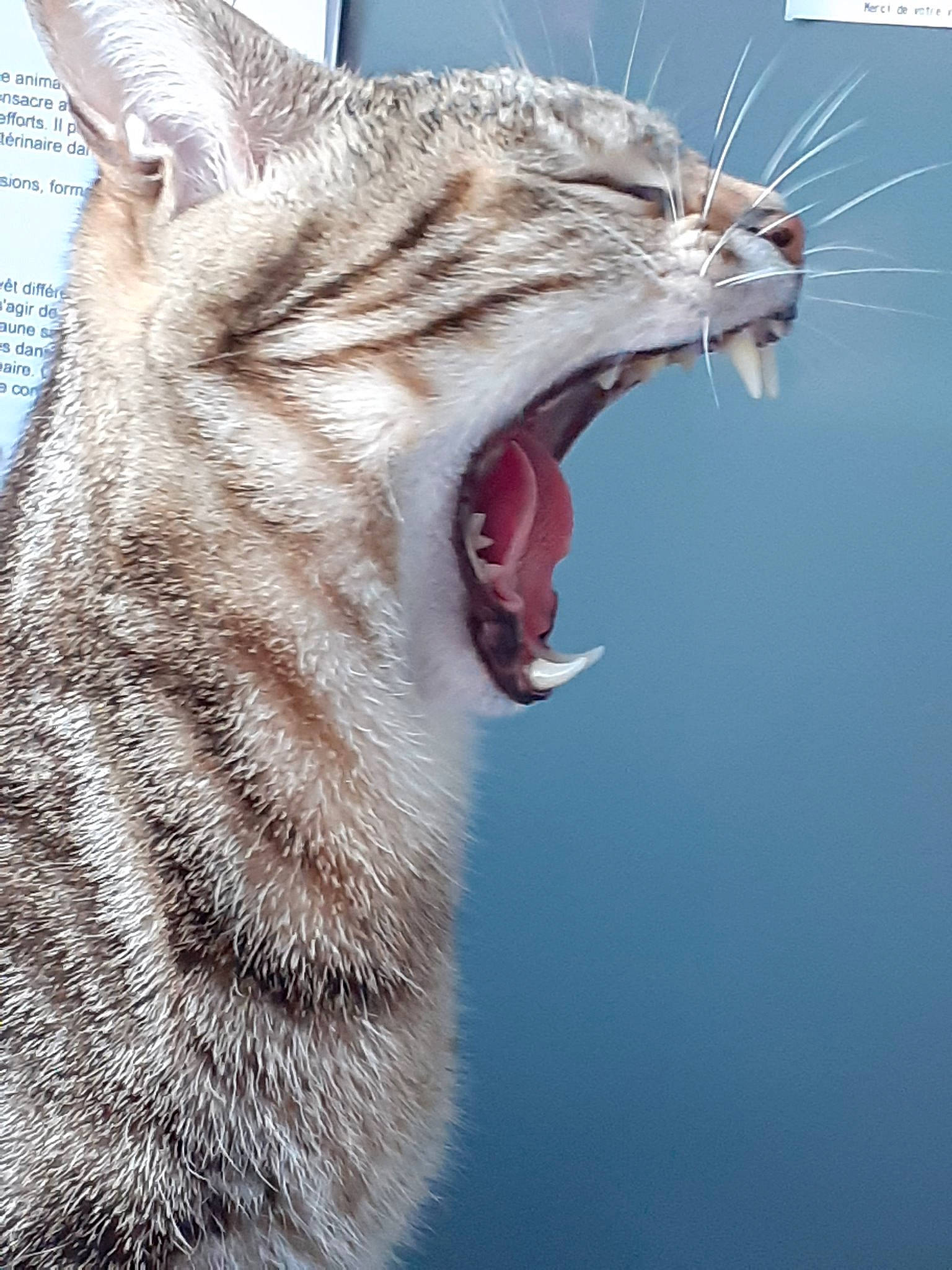 Grisou a rejoint le concours — aidez-le/la à gagner de superbes lots ! carnivore, cat, close_up, european_shorthair, facial_expression, fang, felidae, jaw, mammal, mouth, ocicat, organ, pixie_bob, roar, small_to_medium_sized_cats, snout, tabby_cat, tooth, whiskers, yawn