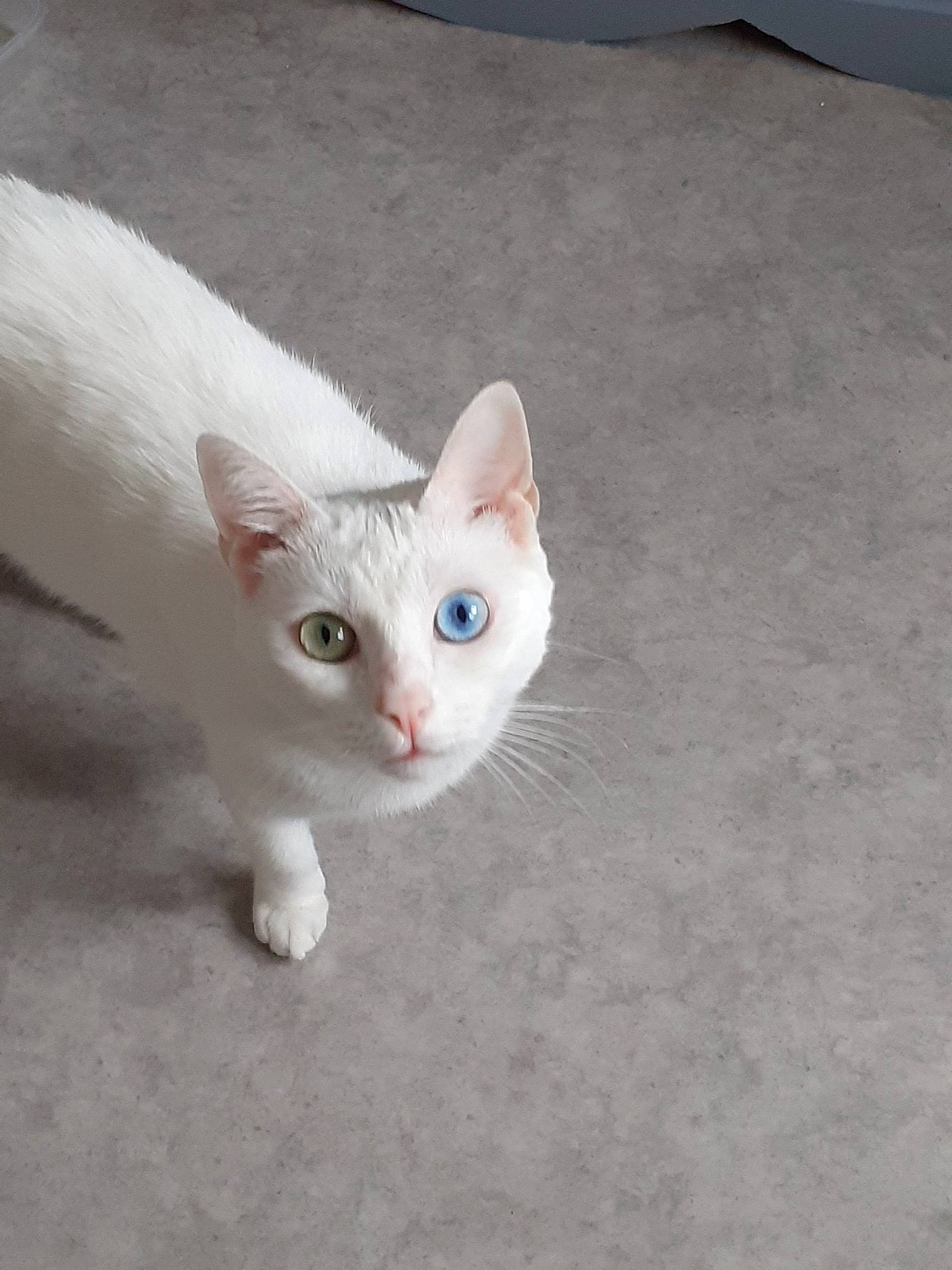 Moustache participe au concours pour gagner de l'argent avec cette photo : aegean_cat, burmilla, carnivore, cat, colorpoint_shorthair, devon_rex, domestic_short_haired_cat, eye, felidae, german_rex, javanese, khao_manee, kitten, mammal, ojos_azules, small_to_medium_sized_cats, turkish_angora, vertebrate, whiskers, white