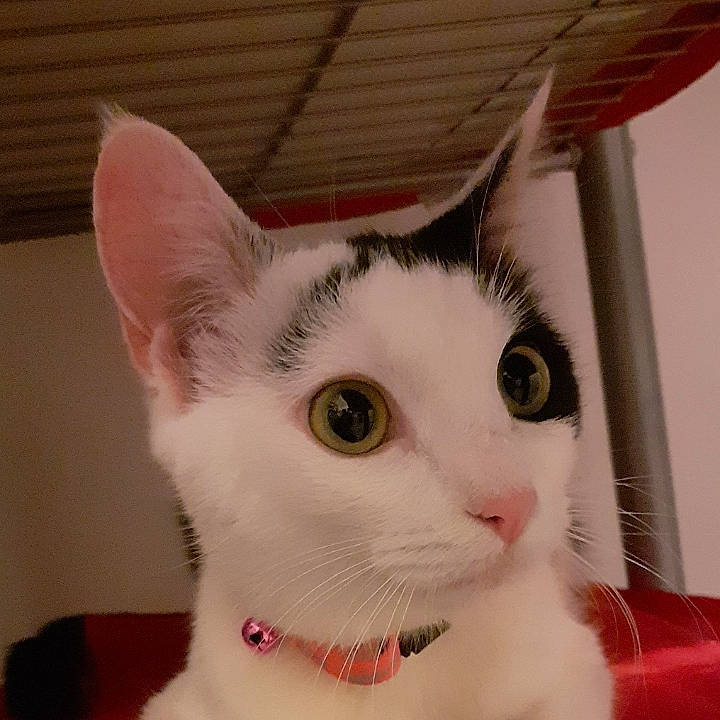 Plume participe au concours pour gagner de l'argent avec cette photo : aegean_cat, american_wirehair, asian, carnivore, cat, domestic_short_haired_cat, ear, eye, felidae, fur, japanese_bobtail, khao_manee, kitten, mammal, small_to_medium_sized_cats, snout, turkish_angora, turkish_van, vertebrate, whiskers