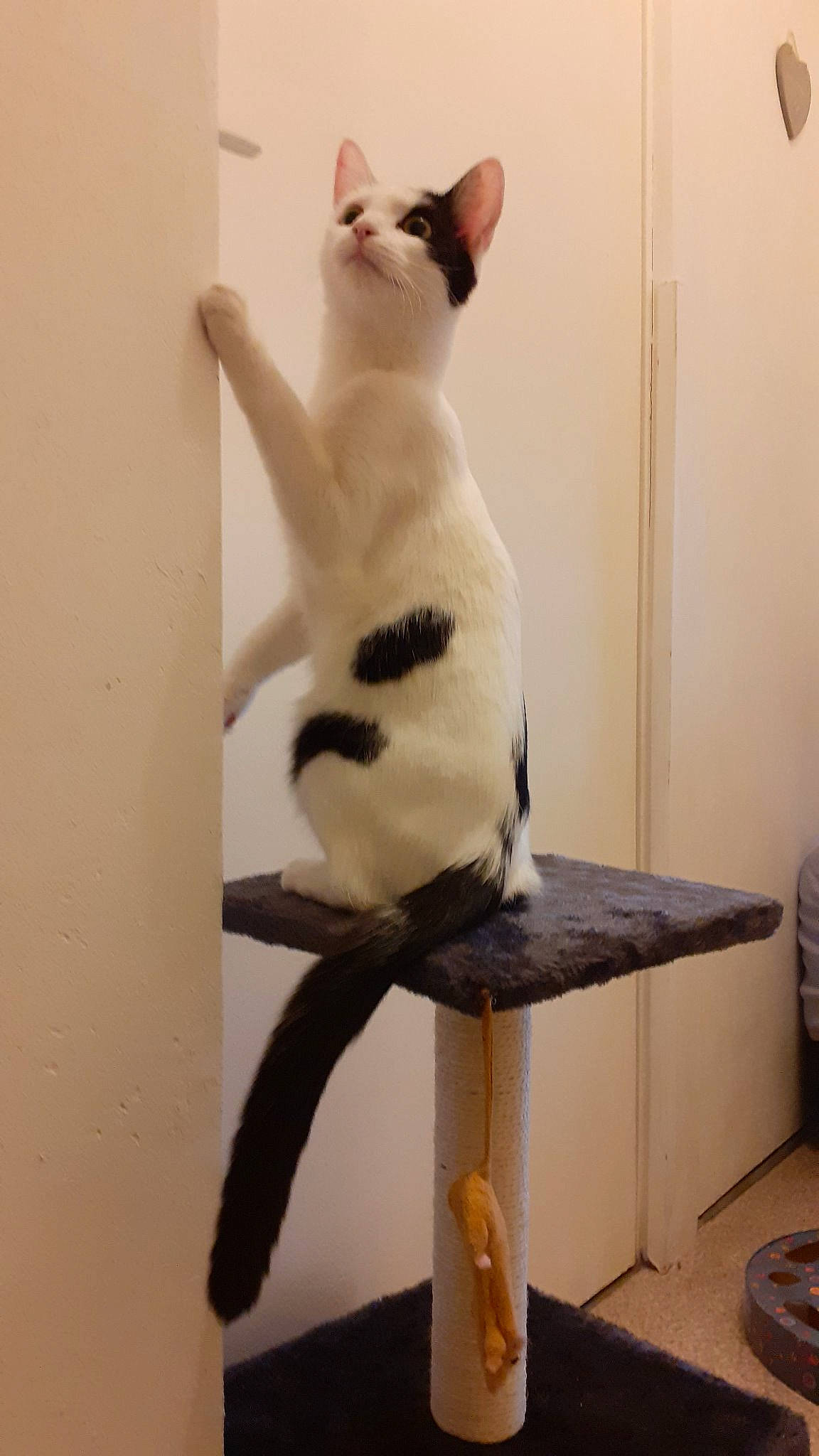 Plume participe au concours pour gagner de l'argent avec cette photo : balinese, carnivore, cat, felidae, small_to_medium_sized_cats, tail, turkish_van, whiskers