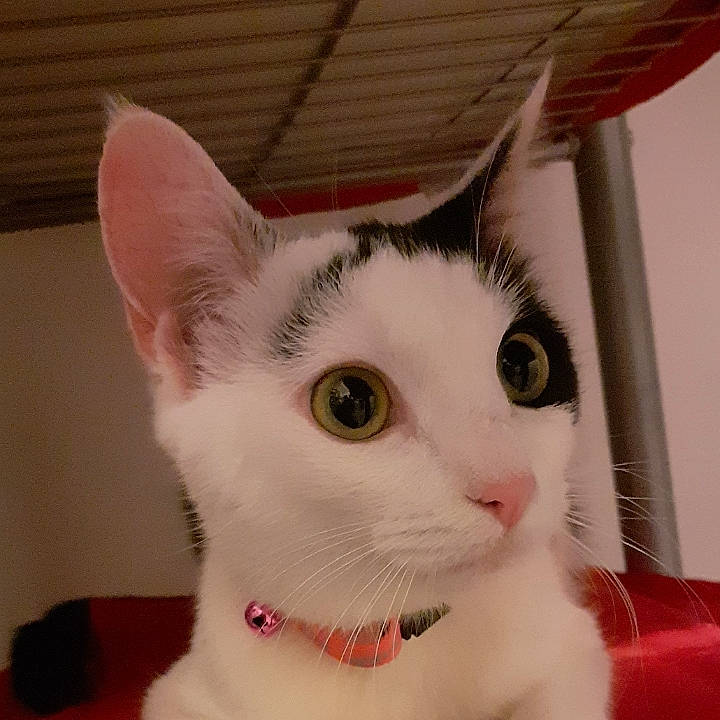 Plume participe au concours pour gagner de l'argent avec cette photo : aegean_cat, american_wirehair, asian, carnivore, cat, domestic_short_haired_cat, ear, eye, felidae, fur, japanese_bobtail, khao_manee, kitten, mammal, small_to_medium_sized_cats, tail, turkish_angora, turkish_van, vertebrate, whiskers