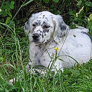 Arès participe au concours pour gagner de l'argent avec cette photo : dog, animal, outdoor, grass, greenery, nature, pet, canine, laying_down, spotted, fur, flora, leaf, plant, quiet, relaxed, muzzle, ears, snout, wildlife