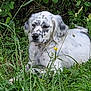 dog, animal, outdoor, grass, greenery, nature, pet, canine, laying_down, spotted, fur, flora, leaf, plant, quiet, relaxed, muzzle, ears, snout, wildlife