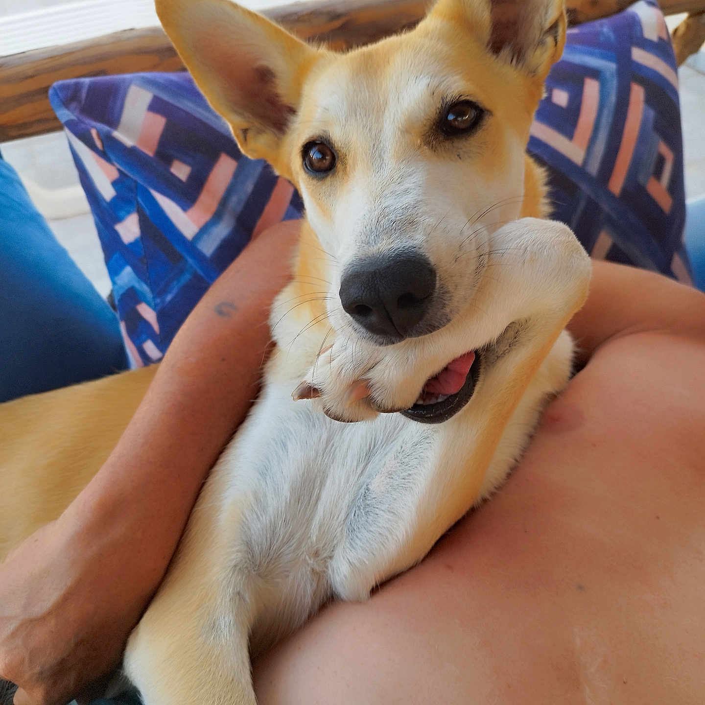 Nala