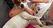 Djul a rejoint le concours — aidez-le/la à gagner de superbes lots ! animal, blanket, brown_dog, casual_clothing, child, child_hugging_dog, comfort, couch, cozy, cute, dog, friendship, home, indoor, pet, red_pillow, relaxing, resting, white_dog, young_child