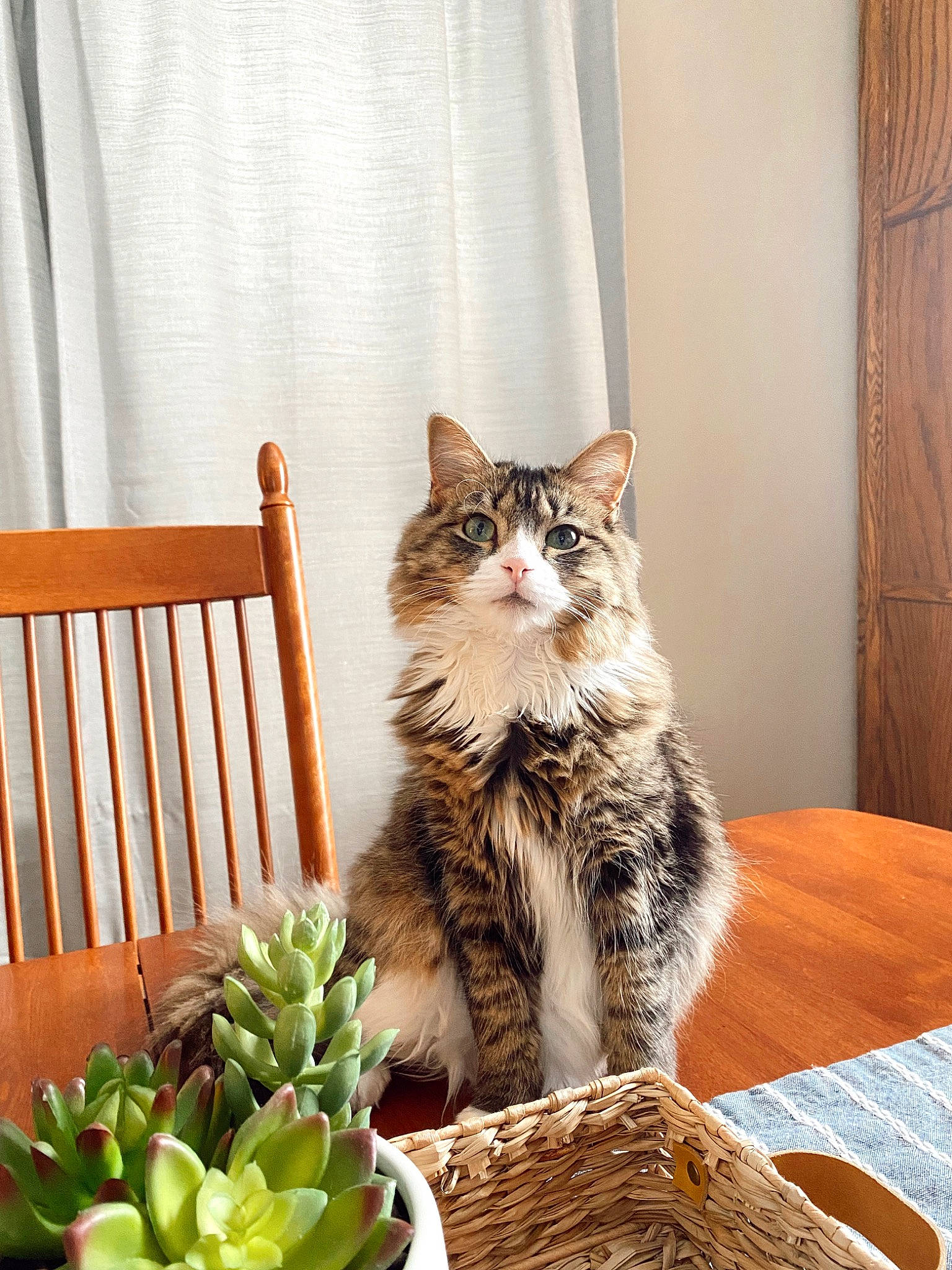 Hazel is registered to the contest to win money with this photo: carnivore, cat, comfort, curtain, domestic_short_haired_cat, door, felidae, flowerpot, fur, houseplant, outdoor_furniture, plant, small_to_medium_sized_cats, table, tail, terrestrial_plant, tree, whiskers, window, wood