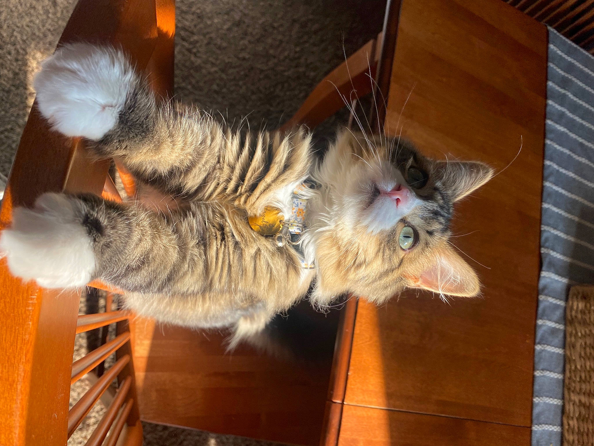 Hazel is registered to the contest to win money with this photo: carnivore, cat, claw, domestic_short_haired_cat, felidae, fur, hardwood, lap, paw, small_to_medium_sized_cats, tail, whiskers, wood