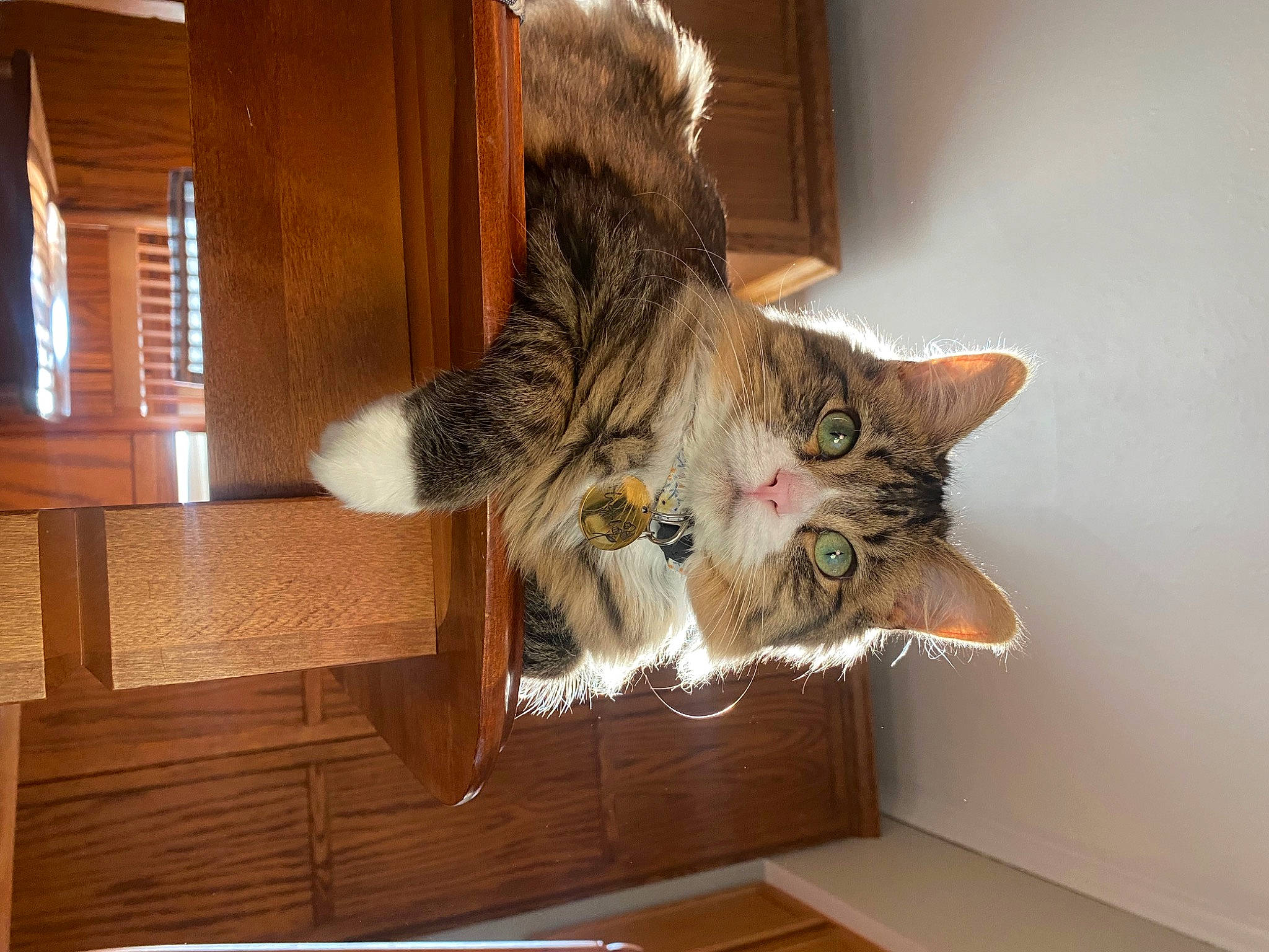 Hazel is registered to the contest to win money with this photo: carnivore, cat, comfort, domestic_short_haired_cat, felidae, floor, flooring, fur, hardwood, paw, plant, room, small_to_medium_sized_cats, tail, whiskers, window, wood, wood_flooring, wood_stain