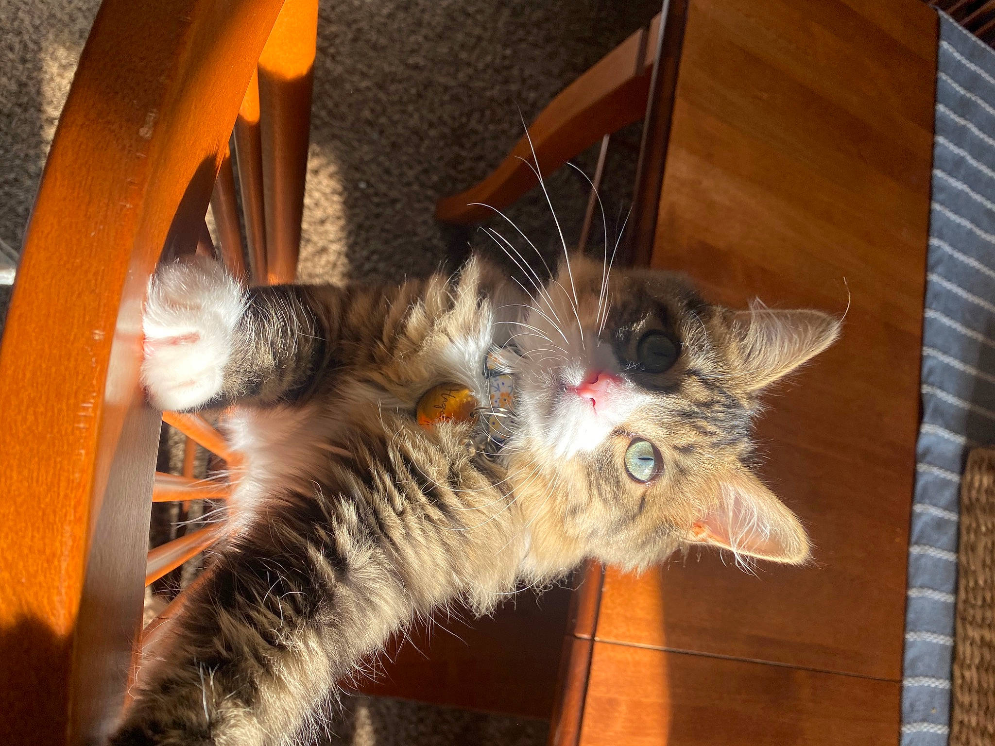 Hazel is registered to the contest to win money with this photo: canidae, carnivore, cat, claw, domestic_short_haired_cat, fawn, felidae, fur, hardwood, lap, paw, plant, small_to_medium_sized_cats, snout, tail, whiskers, wood