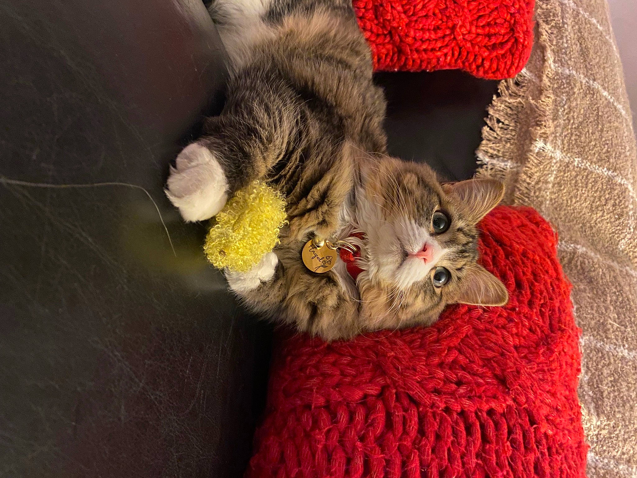 Hazel joined the competition — help win amazing prizes! carnivore, cat, cat_toy, claw, comfort, domestic_short_haired_cat, felidae, fur, grey, hat, linens, paw, plant, sleeve, small_to_medium_sized_cats, t_shirt, tail, textile, whiskers, wool