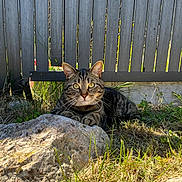 Simba participe au concours pour gagner de l'argent avec cette photo : cat, tabby, grass, rock, outdoor, fence, sunlight, animal, pet, nature, curious, alert, whiskers, ears, eyes, mammal, resting, ground, daylight, domestic