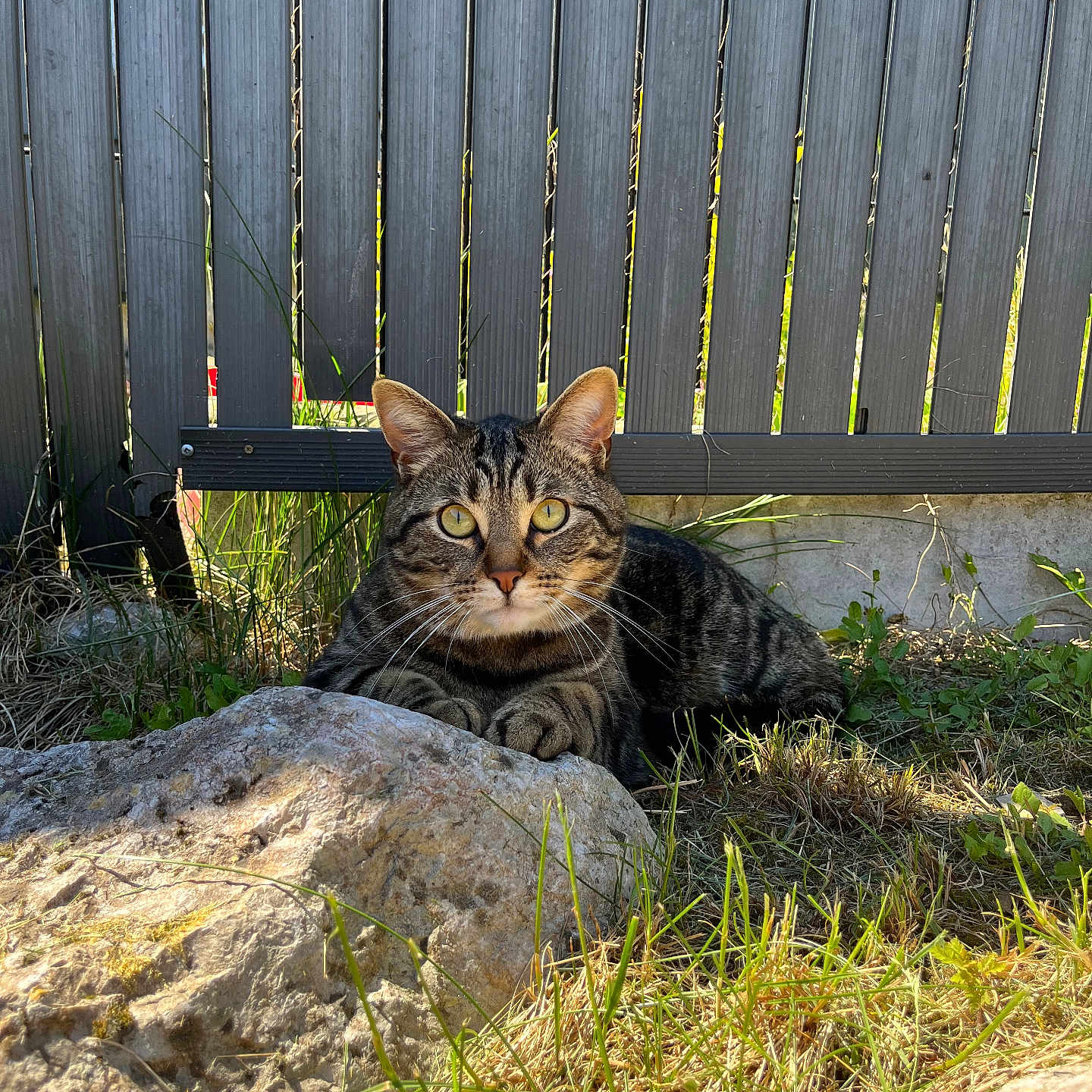 Simba participe au concours pour gagner de l'argent avec cette photo : alert, animal, cat, curious, daylight, domestic, ears, eyes, fence, grass, ground, mammal, nature, outdoor, pet, resting, rock, sunlight, tabby, whiskers