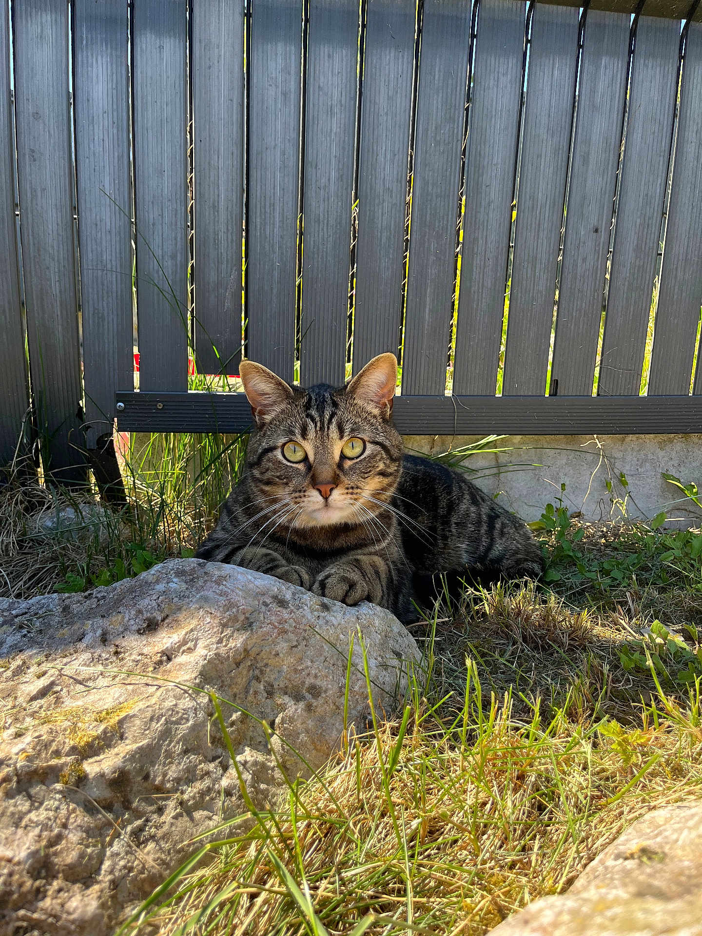 Simba