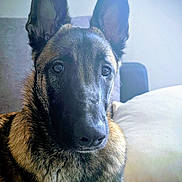 Asko a rejoint le concours — aidez-le/la à gagner de superbes lots ! animal, belgian_malinois, black_fur, brown_fur, canine, close_up, companion, couch, dog, domestic_animal, ears, eyes, face, furniture, indoor, pet, portrait, sitting, snout, soft_light