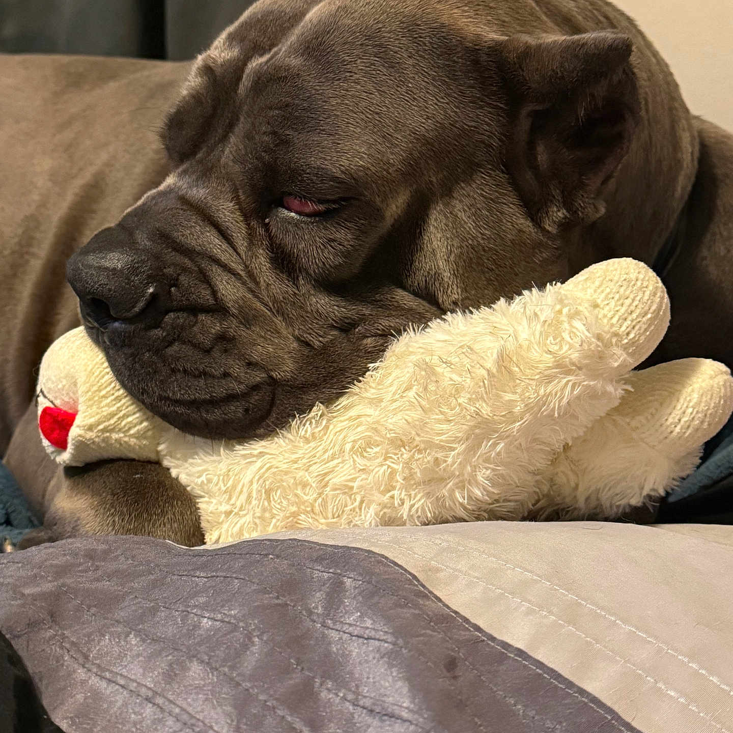 Azzurra is registered to the contest to win money with this photo: animal, blanket, boxer, bulldog, canine, couch, cushion, dog, frenchbulldog, furniture, homedecor, hound, person, pet, pitbull, pug, puppy, sleeping, snout, toy