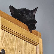 Suave is registered to the contest to win money with this photo: animal, black_cat, calm, cat, closeup, cute, domestic_cat, feline, fur, household, indoor, paw, peaceful, pet, quiet, relaxed, resting, sleeping, top_view, wooden_cabinet