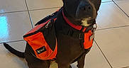 Tess a rejoint le concours — aidez-le/la à gagner de superbes lots ! animal, backpack, black_dog, box, canine, collar, dog, domestic_animal, door, ears_up, floor, home_interior, house, indoor, looking, natural_light, orange_backpack, pet, sitting, tile_floor