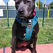Tess a rejoint le concours — aidez-le/la à gagner de superbes lots ! dog, black_dog, blue_harness, outdoor, grass, sunny, bench, pet, animal, canine, park, daytime, fence, training_equipment, leisure, nature, playground, summer, domestic_animal, resting