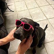 Tess a rejoint le concours — aidez-le/la à gagner de superbes lots ! accessory, animal, black_dog, canine, companionship, cool, cute, dog, domestic_animal, fashion, floor_tiles, funny, hands, indoor, pet, pet_accessory, pink_sunglasses, portrait, sitting, sunglasses