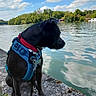 Tess a rejoint le concours — aidez-le/la à gagner de superbes lots ! animal, black_dog, calm, clouds, collar, daytime, dog, grass, harness, lake, leash, nature, outdoor, pet, reflection, rock, scenery, sky, trees, water