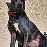 Tess participe au concours pour gagner de l'argent avec cette photo : animal, black_dog, canine, companion, daylight, dog, fur, outdoor, paw, pet, portrait, red_collar, relaxed, resting, shadow, sitting, sunlight, sunny, textured_wall, watchful
