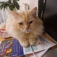 Tedy a rejoint le concours — aidez-le/la à gagner de superbes lots ! animal, cable, cat, close_up, cluttered, cream_color, desk, domestic, feline, fluffy, indoor, monitor, papers, paws, pet, plant, relaxed, sleepy, table, whiskers