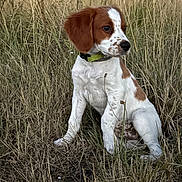 Canaille participe au concours pour gagner de l'argent avec cette photo : puppy, dog, grass, field, outdoor, animal, pet, brown, white, collar, sitting, nature, young, cute, fur, ears, side_view, alert, canine, mammal