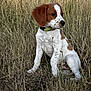 puppy, dog, grass, field, outdoor, animal, pet, brown, white, collar, sitting, nature, young, cute, fur, ears, side_view, alert, canine, mammal