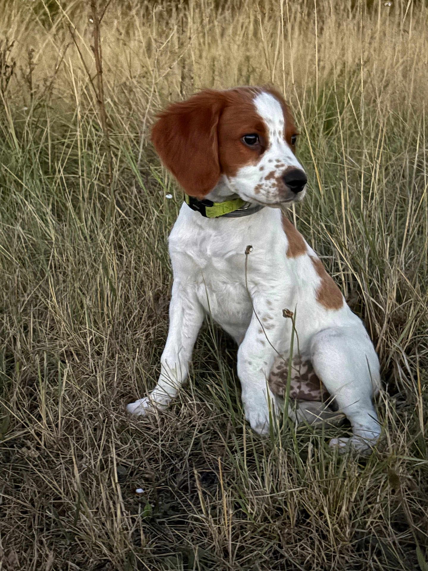 Canaille participe au concours pour gagner de l'argent avec cette photo : puppy, dog, grass, field, outdoor, animal, pet, brown, white, collar, sitting, nature, young, cute, fur, ears, side_view, alert, canine, mammal