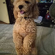 Tinker joined the competition — help win amazing prizes! bed, brown, canine, carpet, collar, curled_ears, curly_fur, dog, domestic_animal, drawer, fan, furniture, happy, home, indoor, pet, room, sleeping_area, tongue_out, toy