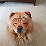 Yukito joined the competition — help win amazing prizes! dog, golden_dog, fluffy, fur, long_hair, face, snout, nose, eyes, eyebrows, portrait, close_up, indoors, floor, wood_floor, furniture, cabinet, pet, funny, expressive