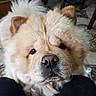 Yukito is registered to the contest to win money with this photo: dog, fluffy, close_up, portrait, cream_fur, ginger_patches, long_hair, face, nose, eyes, ears, pet, indoor, floor, tile, seated, looking_at_camera, adorable, funny_expression, animal