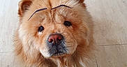 Yukito joined the competition — help win amazing prizes! dog, golden_dog, fluffy, fur, brown, portrait, close_up, indoors, tile_floor, wooden_cabinet, pet, canine, face, eyes, nose, eyebrows, funny, cute, looking_at_camera, long_hair