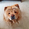 dog, golden_dog, fluffy, fur, brown, portrait, close_up, indoors, tile_floor, wooden_cabinet, pet, canine, face, eyes, nose, eyebrows, funny, cute, looking_at_camera, long_hair