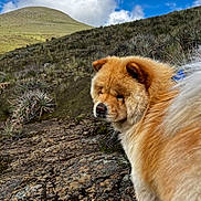 Yukito is registered to the contest to win money with this photo: dog, canine, fluffy, golden_fur, outdoor, mountain, volcanic_landscape, hiking_trail, rocky_terrain, highland, agave, plants, blue_sky, clouds, sunlight, nature, adventure, travel, portrait, close_up