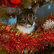 Cookie is registered to the contest to win money with this photo: animal, cat, christmas_tree, closeup, curious, decorations, ears, face, festive, gold_tinsel, holiday, indoor, marble_surface, ornament, paws, pet, red_tinsel, tabby, whiskers, white_tree
