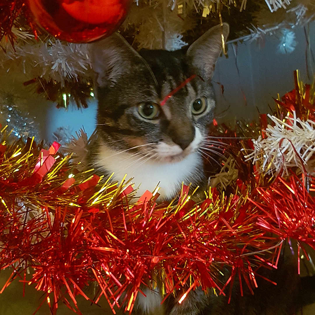 Cookie is registered to the contest to win money with this photo: animal, cat, christmas_tree, closeup, curious, decorations, ears, face, festive, gold_tinsel, holiday, indoor, marble_surface, ornament, paws, pet, red_tinsel, tabby, whiskers, white_tree